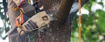 Best Residential Tree Removal  in Lake Lorelei, OH