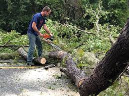 Best Tree Risk Assessment  in Lake Lorelei, OH